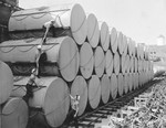 United States Navy sailors climbing on floats for submarine nets, Tiburon Naval Net Depot, Tiburon, California, United States, Apr 1941. Each float was 8 feet across, 14 feet, 8 inches long, and weighed 8,700 pounds.