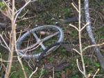 An aluminum ballast ring from a Japanese Fu-Go balloon bomb found near Lumby, British Columbia, Canada after nearly 70 years, Oct 2014.