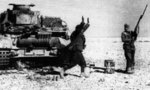 An Italian soldier surrendering to an Indian soldier in North Africa at the onset of Operation Crusader, eastern Libya, Nov 1941