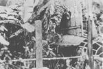 Wreck of G4M bomber whose crash killed Admiral Yamamoto, Bougainville, Solomon Islands, Apr 1943