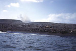 M4 Sherman tanks and Americans on an Iwo Jima beach, 19 Feb 1945