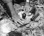 Cabbage booby-trapped by Japanese troops using a Type 97 grenade, Okinawa, Japan, Apr 1945