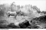 A lone horse wondering a recent battlefield, Poland, Sep 1939