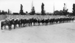 Mounted US Marines at Quantico, Virginia, United States, circa 1945