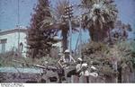 German 2 cm FlaK 38 gun at Sicily, Italy, circa Jul 1943, photo 2 of 2